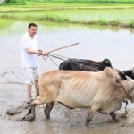 सीएम धामी ने खटीमा में की धान रोपाई, किसानों के श्रम को किया नमन
