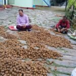 पहाड़ की आत्मनिर्भरता का नया अध्याय : पातल के कुलदीप जोशी ने कीवी से बदली तकदीर!