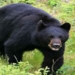 उत्तरकाशी: भालू के हमले में 65 वर्षीय महिला गंभीर रूप से घायल