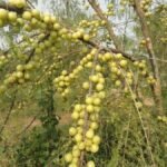 Skin Care Tips : महंगे ब्यूटी प्रोडक्ट्स छोड़ें! बस एक आंवला देगा दूध जैसा निखार, जानें इसके जादुई फायदे