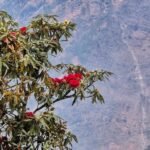 चमोली की वादियों में समय से पूर्व खिलने लगे बुरांश