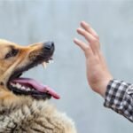 देहरादून नगर निगम सख्त : पालतू श्वान पॉलिसी 2025 लागू, बंदरों व आवारा पशुओं पर कार्रवाई तेज 