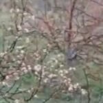 औलावृष्टि का कहर : बंगाण क्षेत्र में सेब की फसल तबाह, 15–20 गांव प्रभावित