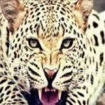 गुलदार का हमला : जंगल में लकड़ी लेने गए बुजुर्ग की मौत, इलाके में दहशत