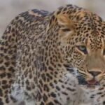 पौड़ी गढ़वाल : घास काटने गई बुजुर्ग महिला को गुलदार ने बनाया निवाला, गांव में दहशत