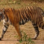 बाघ के हमले से युवक की मौत, ग्रामीणों में आक्रोश