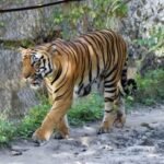 दहशत : रौता गांव में बाघ का हमला, एक व्यक्ति घायल