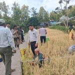 क्रॉप कटिंग प्रक्रिया का सीडीओ वरूणा अग्रवाल ने किया निरीक्षण, किसानों को मिले मेहनत का सही मूल्यांकन