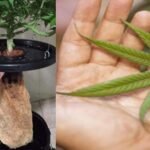 एयरपोर्ट पर 25 किलो हाइड्रोपोनिक गांजा जब्त, आम गांजे से कितना अलग ?