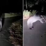 पिथौरागढ़ : थल-डीडीहाट रोड पर दो भालुओं की जबरदस्त भिड़ंत, वायरल वीडियो से दहशत में लोग